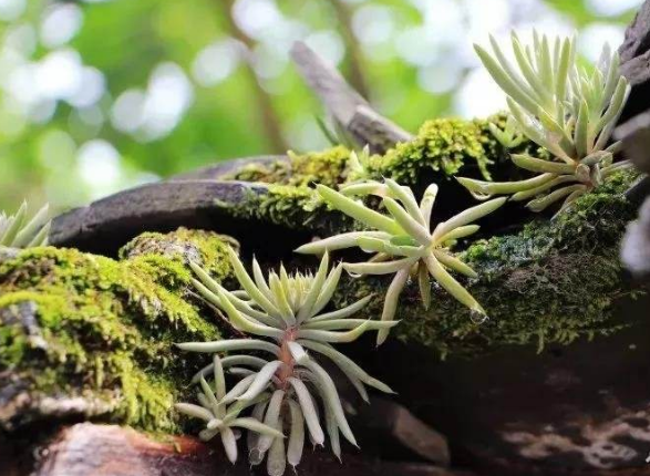 瓦松的价值却依旧很高