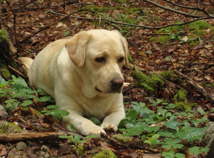 拉布拉多吃什么牌子狗粮好(泰迪犬吃什么牌子的狗粮好) - 114货源网