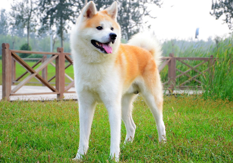 在秋田犬眼里,这些行为就是"挑衅"它,咬你很正常