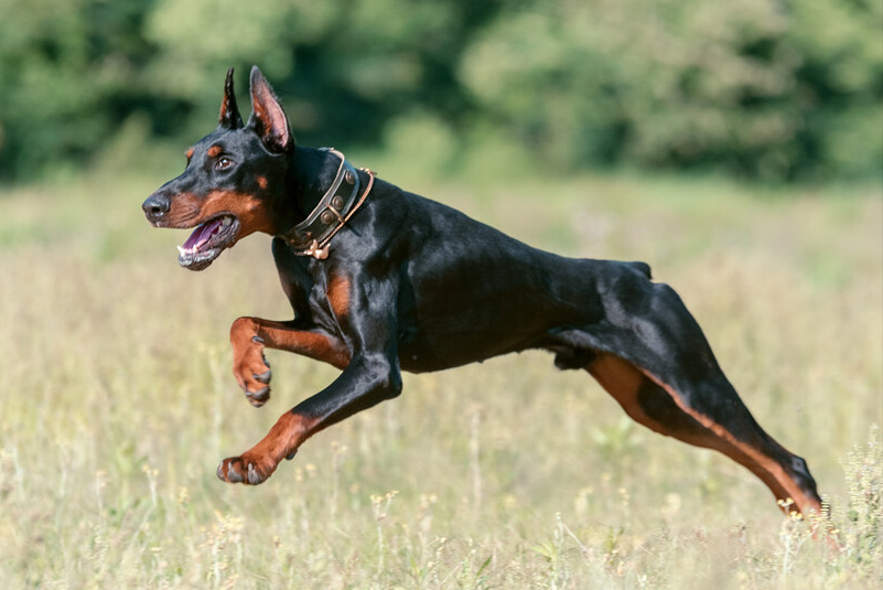 杜宾多少钱一只能靠