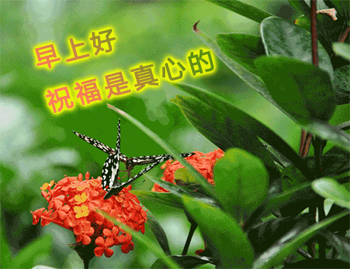 漂亮的早上好图片祝福语表情包带字 祝你幸福又平安图片