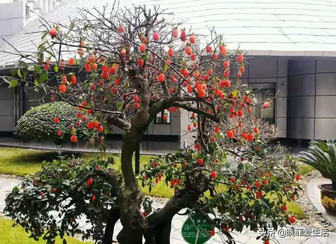 七种“黄金树”，子孙世代富，护宅守家，越养越“旺家”