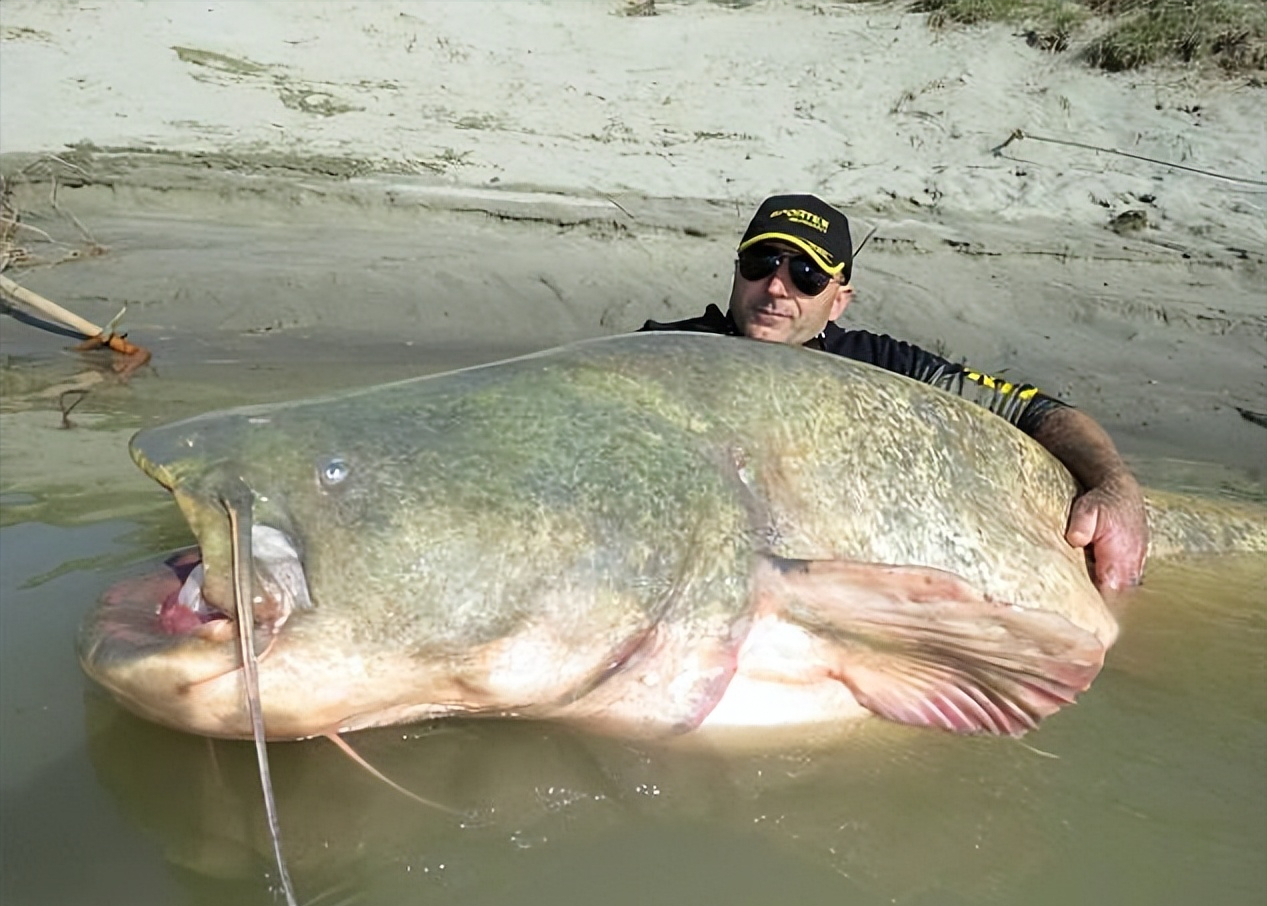 四川钓友钓到89斤"鲶鱼王"多人劝放生,网友:养起来)