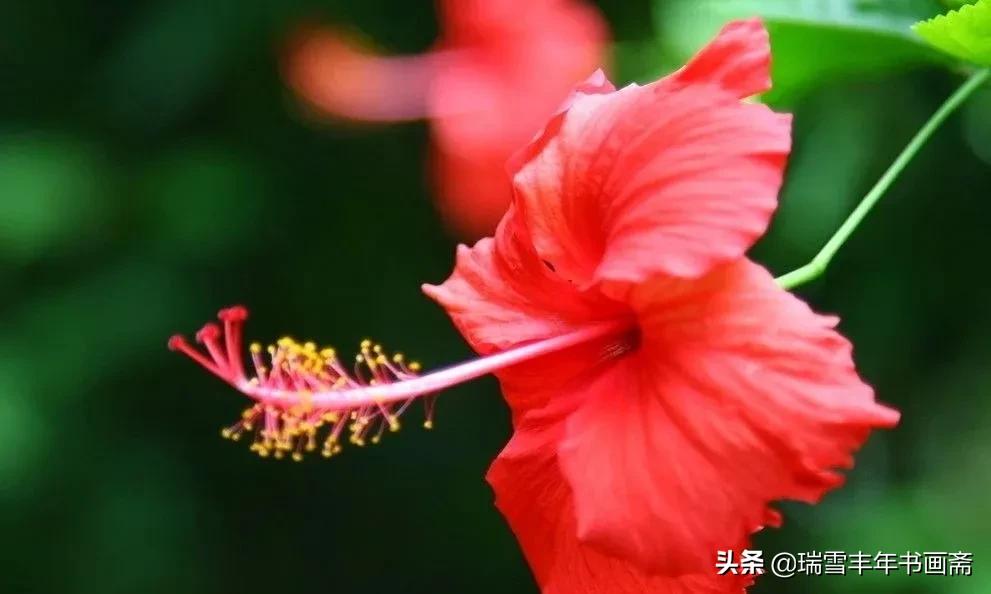 新鲜恋情扶桑花 微妙的美啊 欢迎欣赏点评啊 天天看点