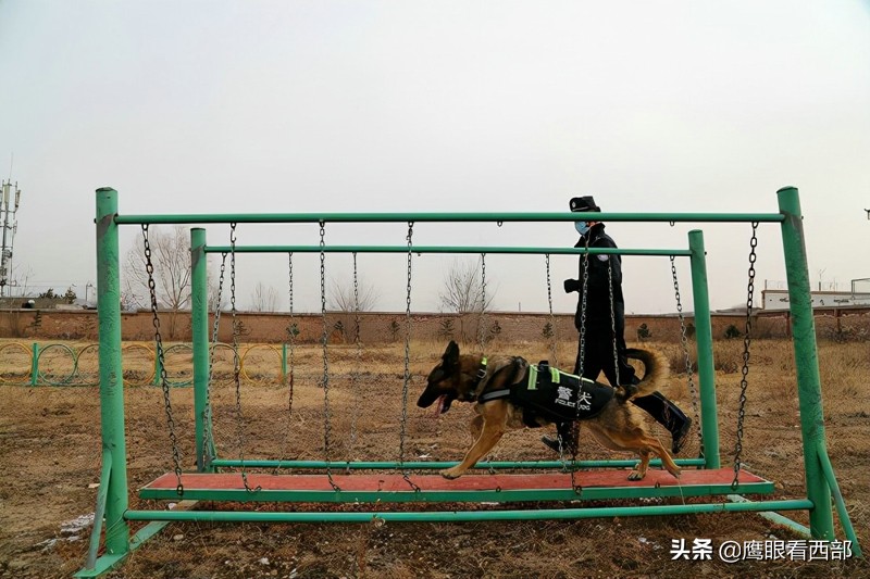 「摄影报道」甘肃平凉：“神犬奇兵”冬季训练忙