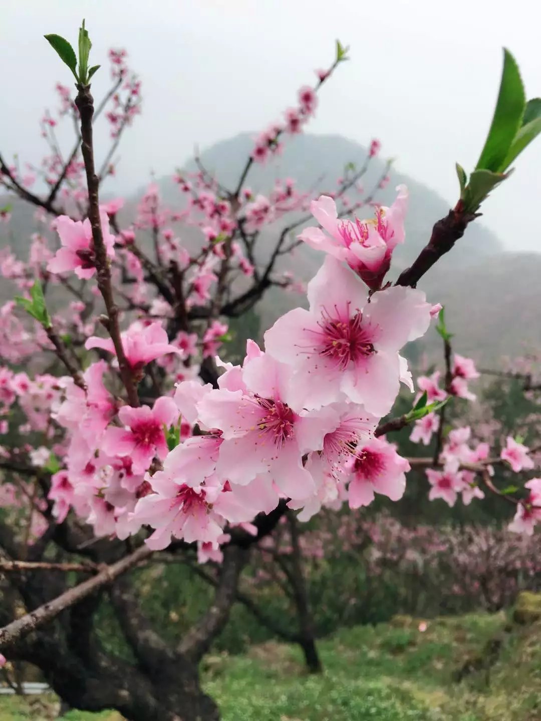 植物花卉品种大全图片（科普100个花卉图鉴）