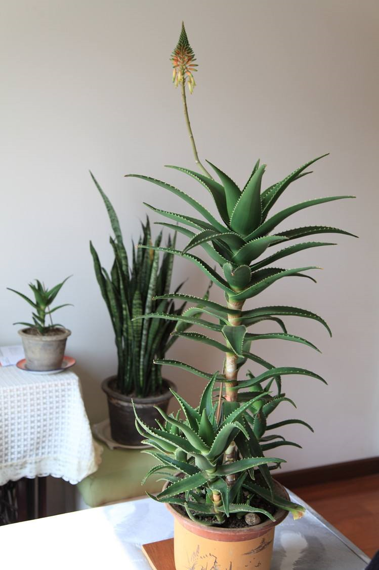 云南七草婴儿木立芦荟(6种) - 乐宝宝贝