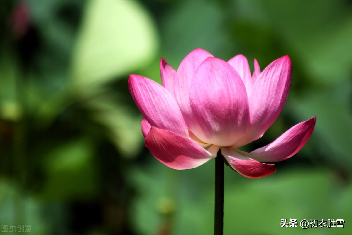 山有扶苏，隰有荷华，古诗四首谈谈荷花的原产地，以及佛教莲花