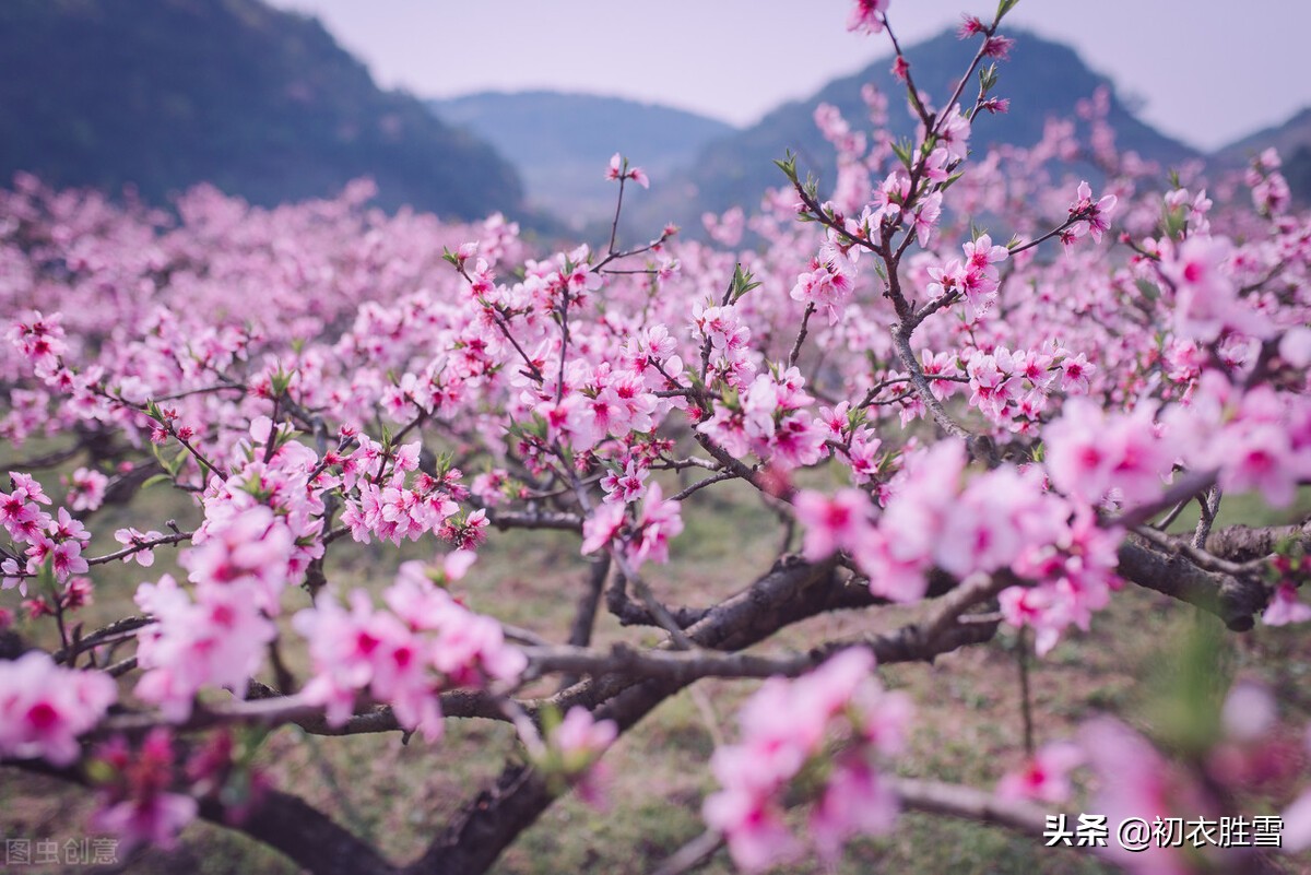 仲春花信之桃花美诗七首：路上桃花亦欢喜，恰是东风二月时