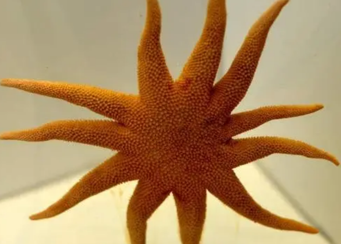 《宝可梦》来源与生态:宝石海星除了是奥特曼,还是无上的信仰?