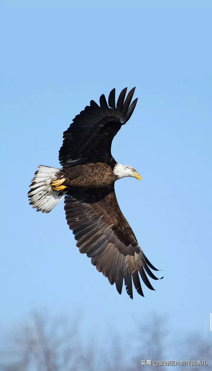 搏击长空的雄鹰