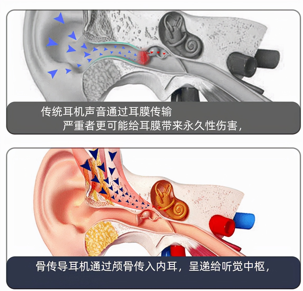 骨传导示意图图片