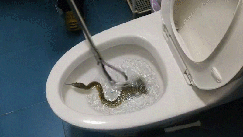 江苏一女子上厕所,马桶里居然钻出一条蛇!蛇进家怎么办?