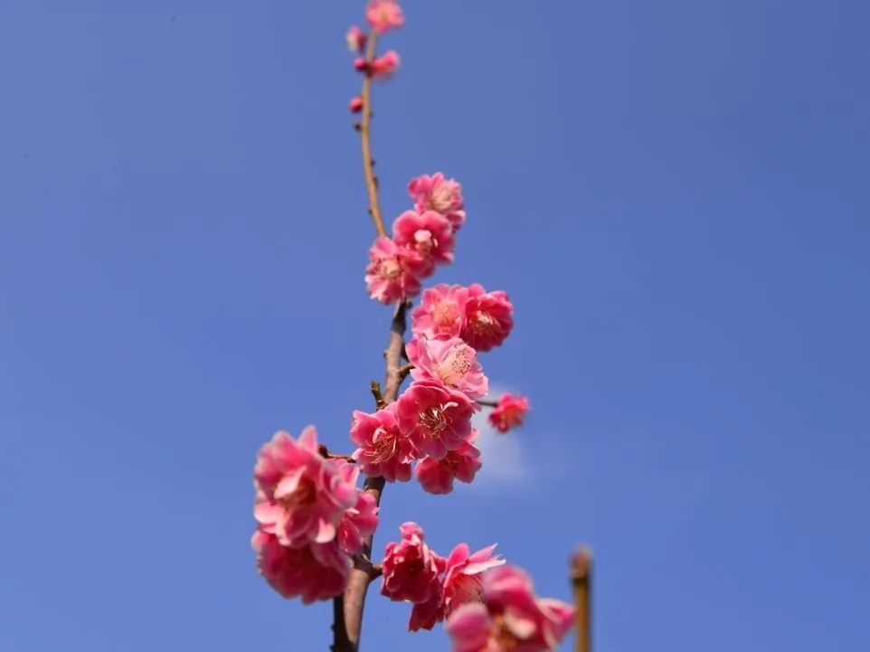 成都高新区朝阳小学开展“节气深耕·清明节气”主题活动