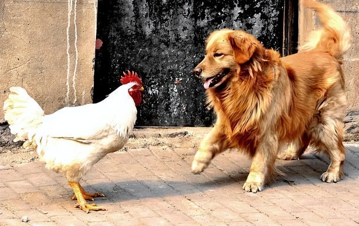 鸡狗八字有合的吗 鸡狗属相不合怎么化解_达一风水网