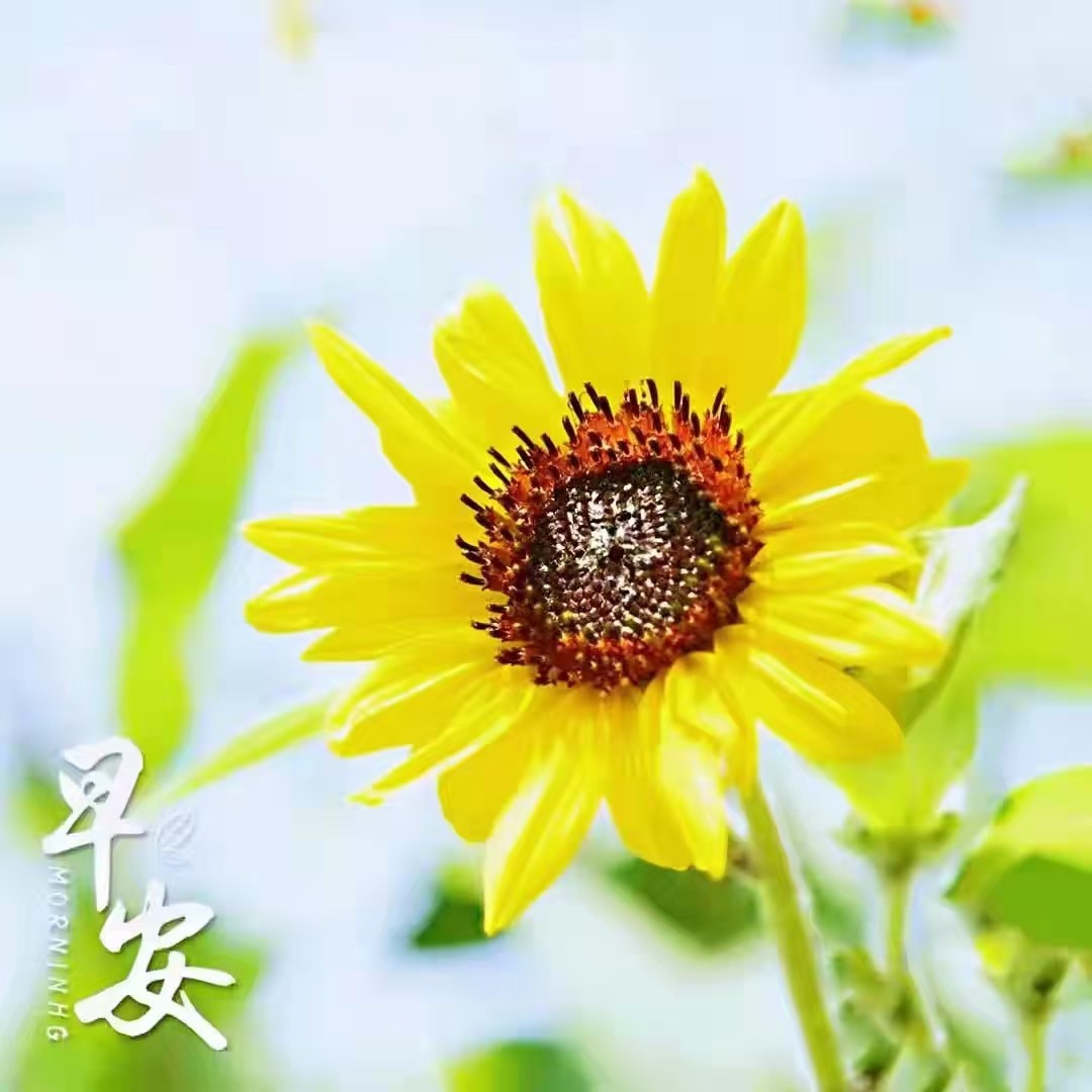 早安问候语 人要懂得珍惜时光,不能丢了白天,又丢了黑夜