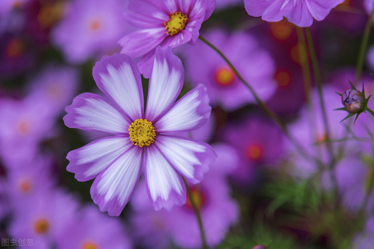 1,春天芬芳了灵魂深处的一种情怀,那么的舒心惬意.