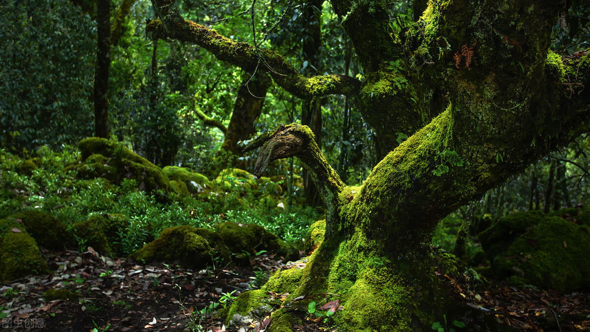 爱上大自然的一抹绿,轻松玩转森林秘境,打卡8处国内最美森林