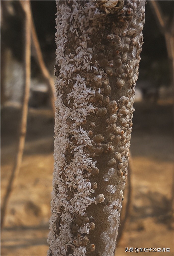 介壳虫尽管被介壳完整地包裹着,但总会在介壳外围留有通气孔,因而可