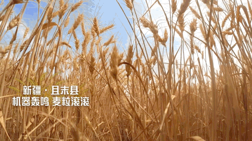 劳动者视角看中国丨风吹麦麦麦麦麦浪