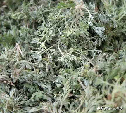 50种野菜大图片，教你认识不同的野菜和吃法，你想要的野菜这里有