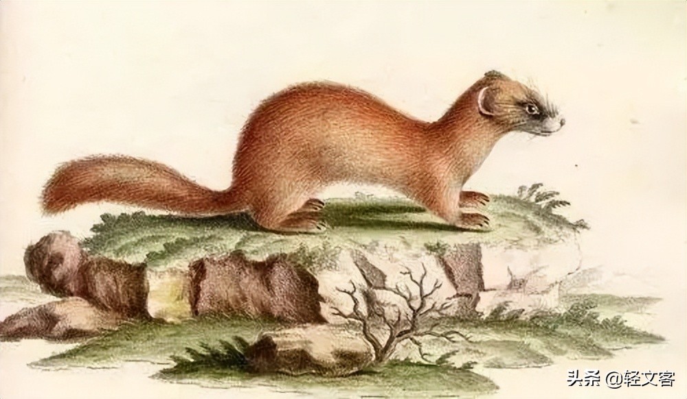 在东北地区,对狐狸的普遍崇拜,黄鼠狼家大多是,蛇次之,刺猬,老鼠是最