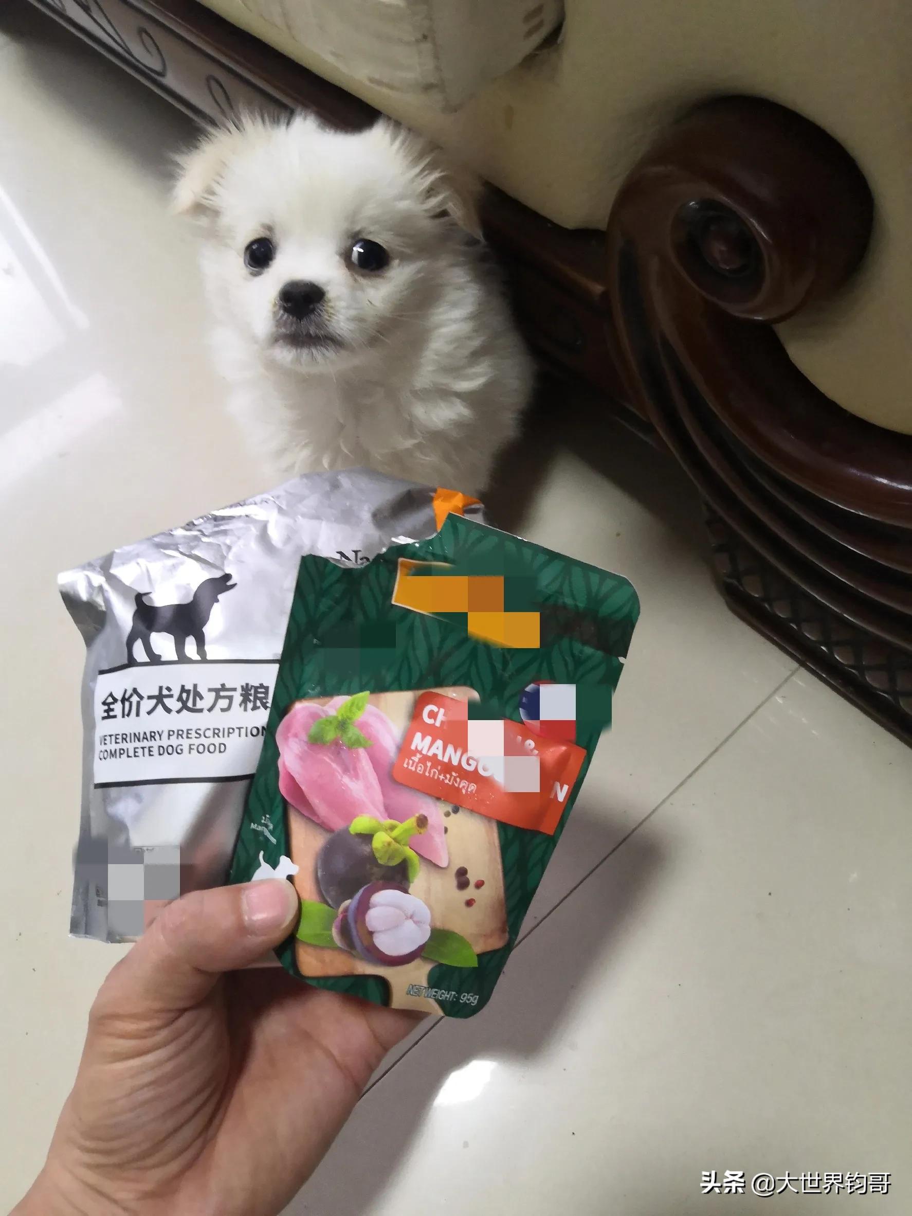 我家狗狗幼犬從得細小到康復的驚險親身經歷