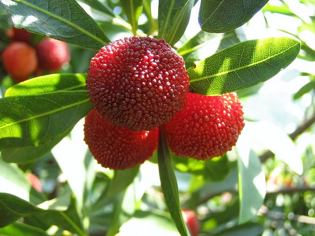 吃點楊梅,或能白撿4個好處,但是也要提前瞭解搭配禁忌