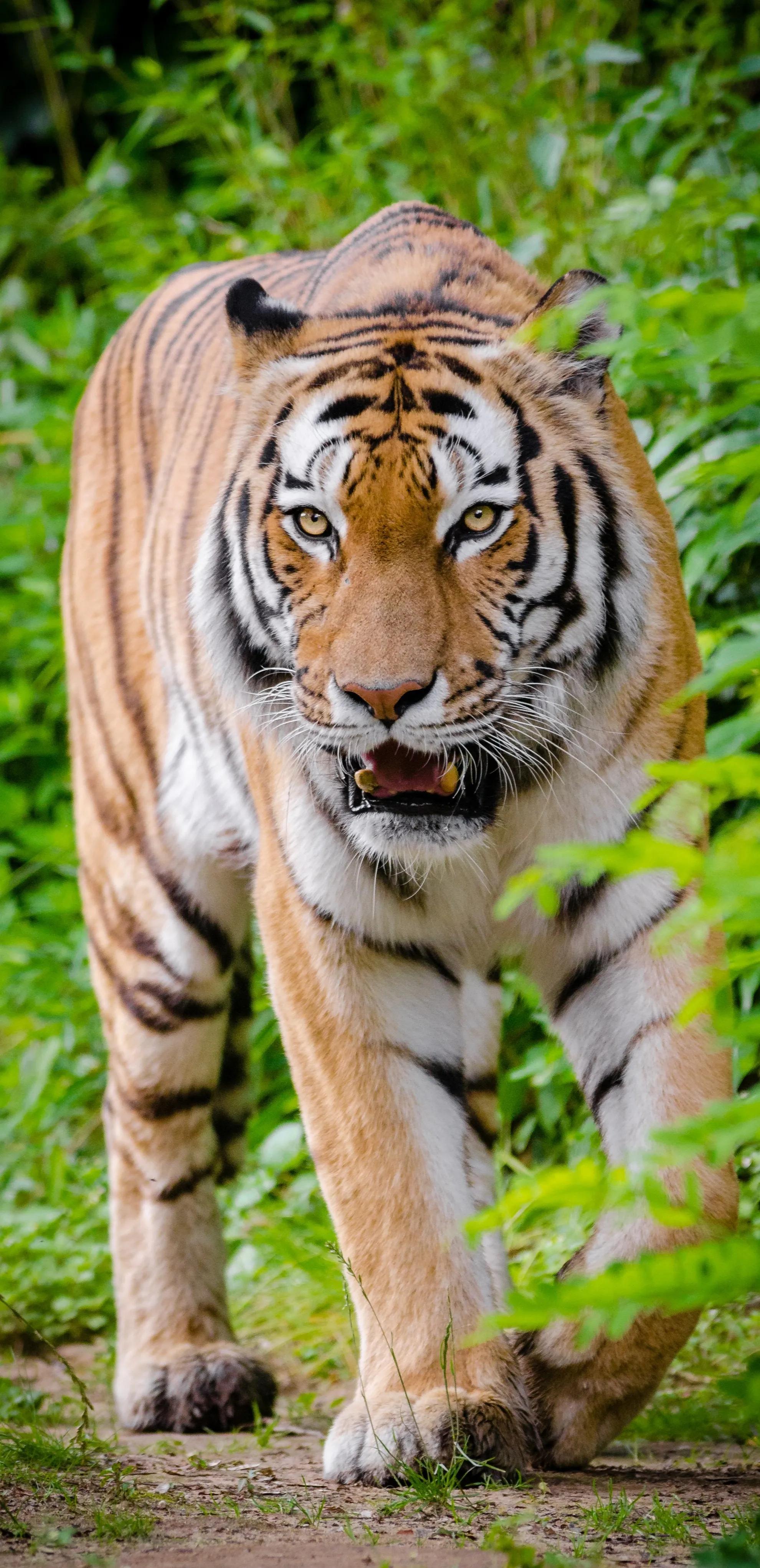 虎年 就该有个虎的样子 气质猛虎壁纸免费领取 天天看点