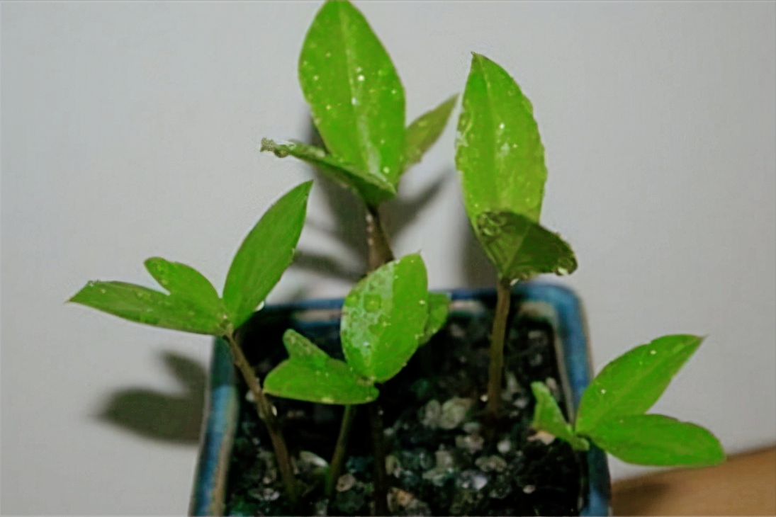 金钱树的扦插繁殖法：复叶繁殖、小叶繁殖，水培和沙培
