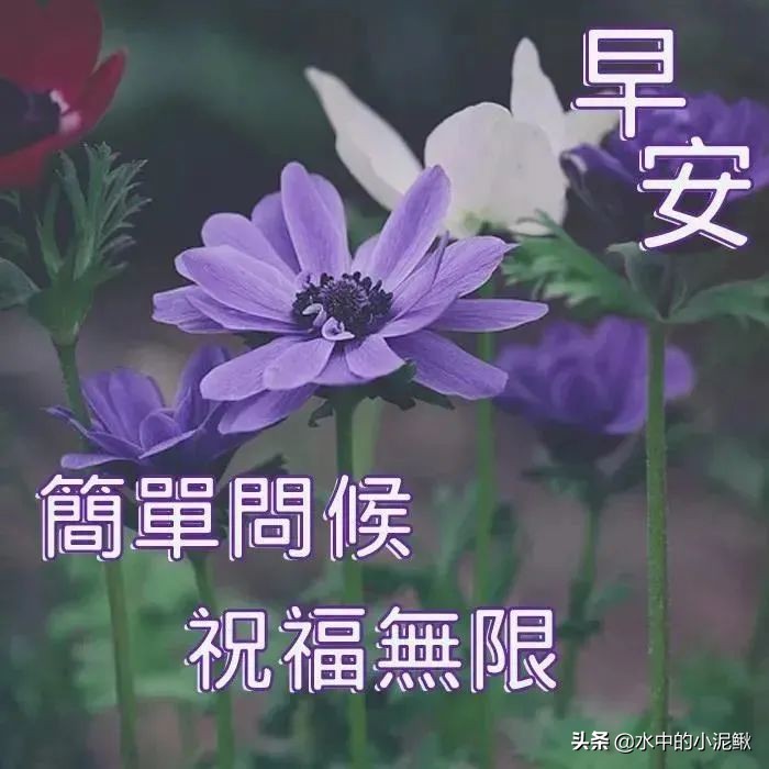 适合早上发朋友圈的早安心语，正能量励志句子大全