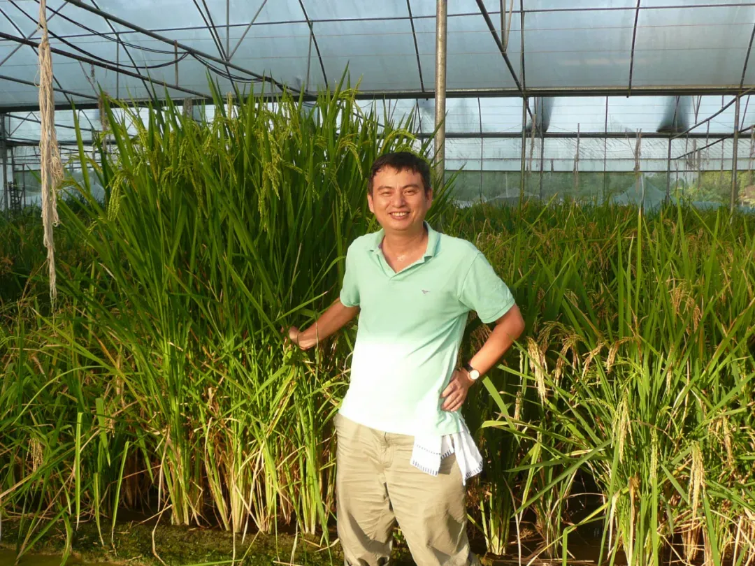 袁隆平为他题字！他破解水稻“密码”，当选中国科学院院士！