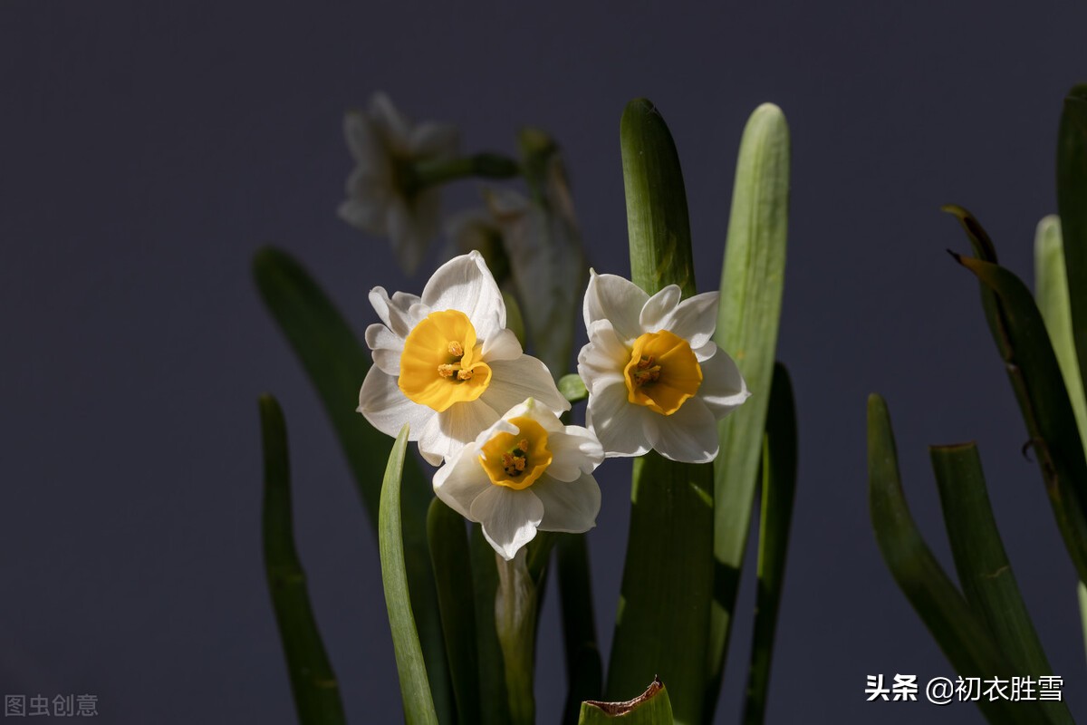 水仙花六首：借水开花亦自奇，只比寒梅无好枝