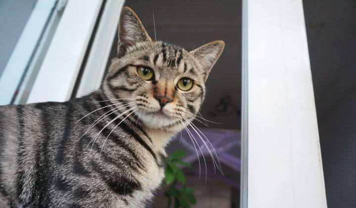 狸花猫和虎斑猫的区别（介绍狸花猫和美短猫的本质差别）