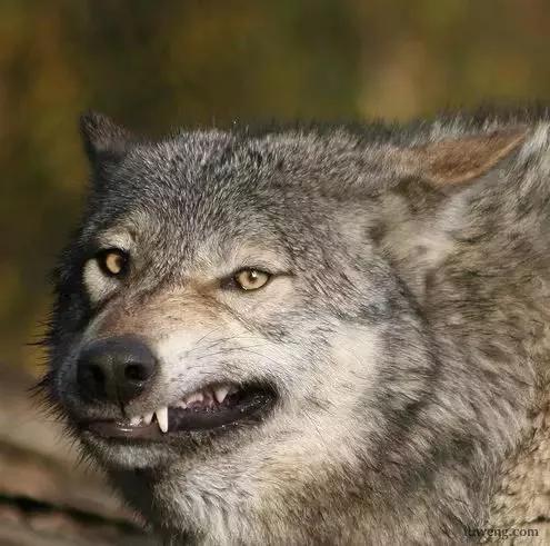 狼舔伤口的唯美图片(1942年) - 赤虎壹号