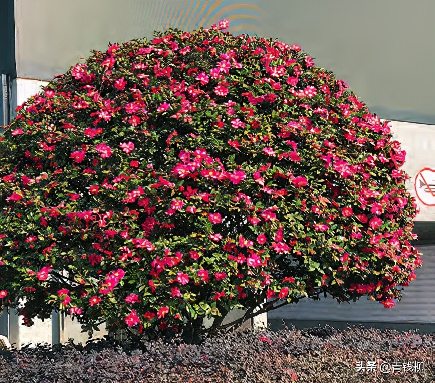 茶花资源及其应用推广研究