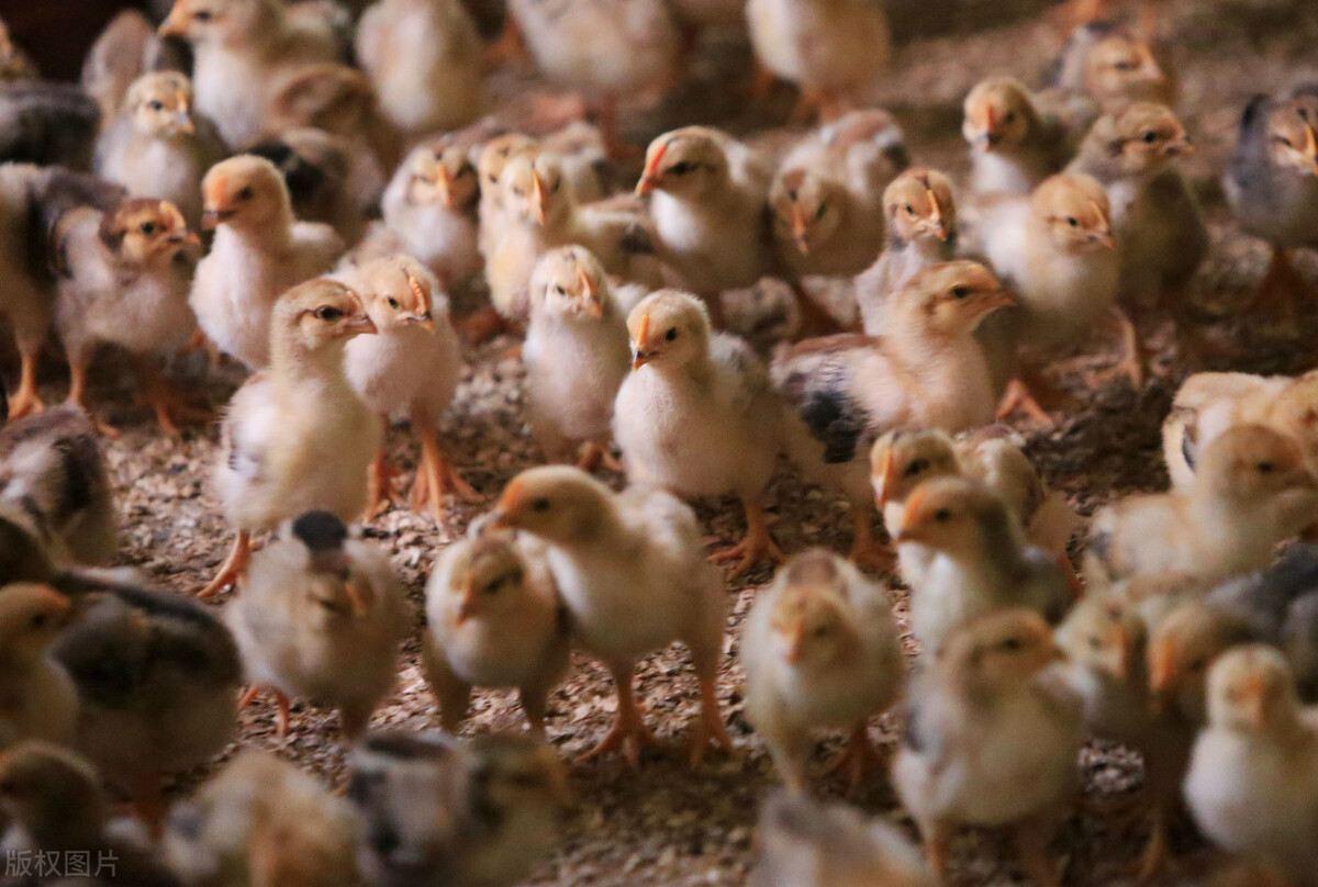 元旦将至，肉类消费能否自由？鸡价、蛋价低迷，牛羊看涨，鱼价呢