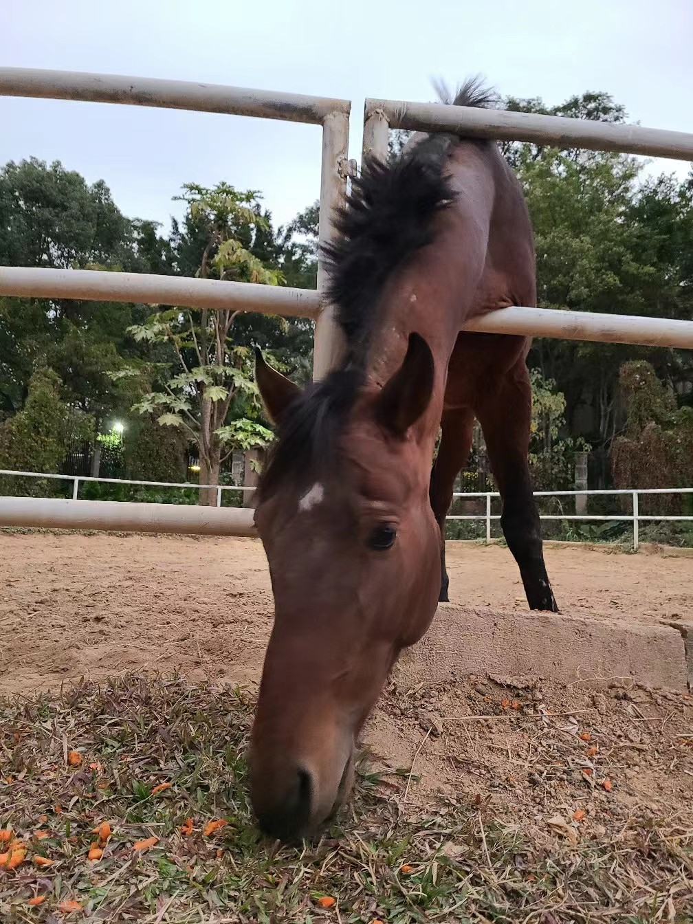 世界名马-摩根马