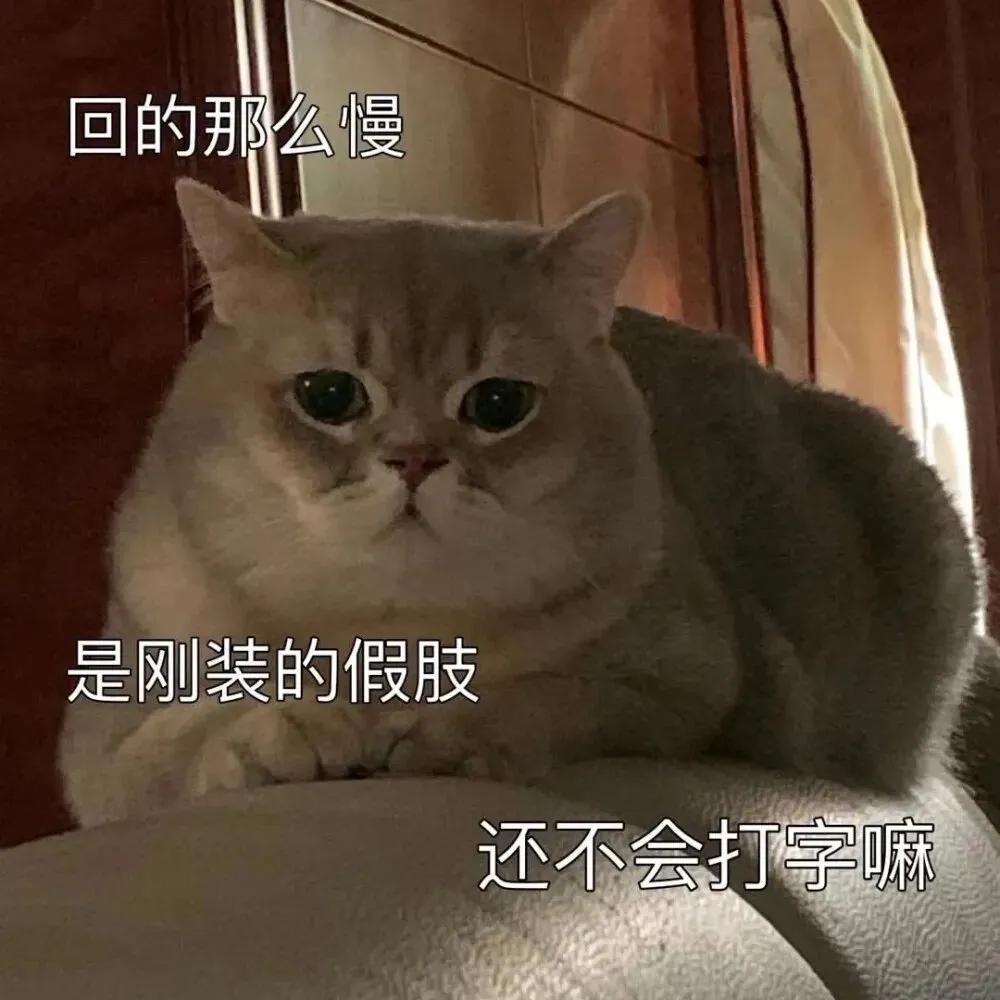 猫咪搞笑表情包