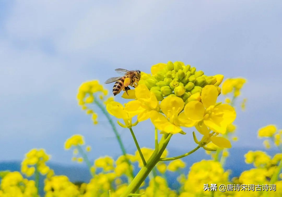 满目金黄醉千山