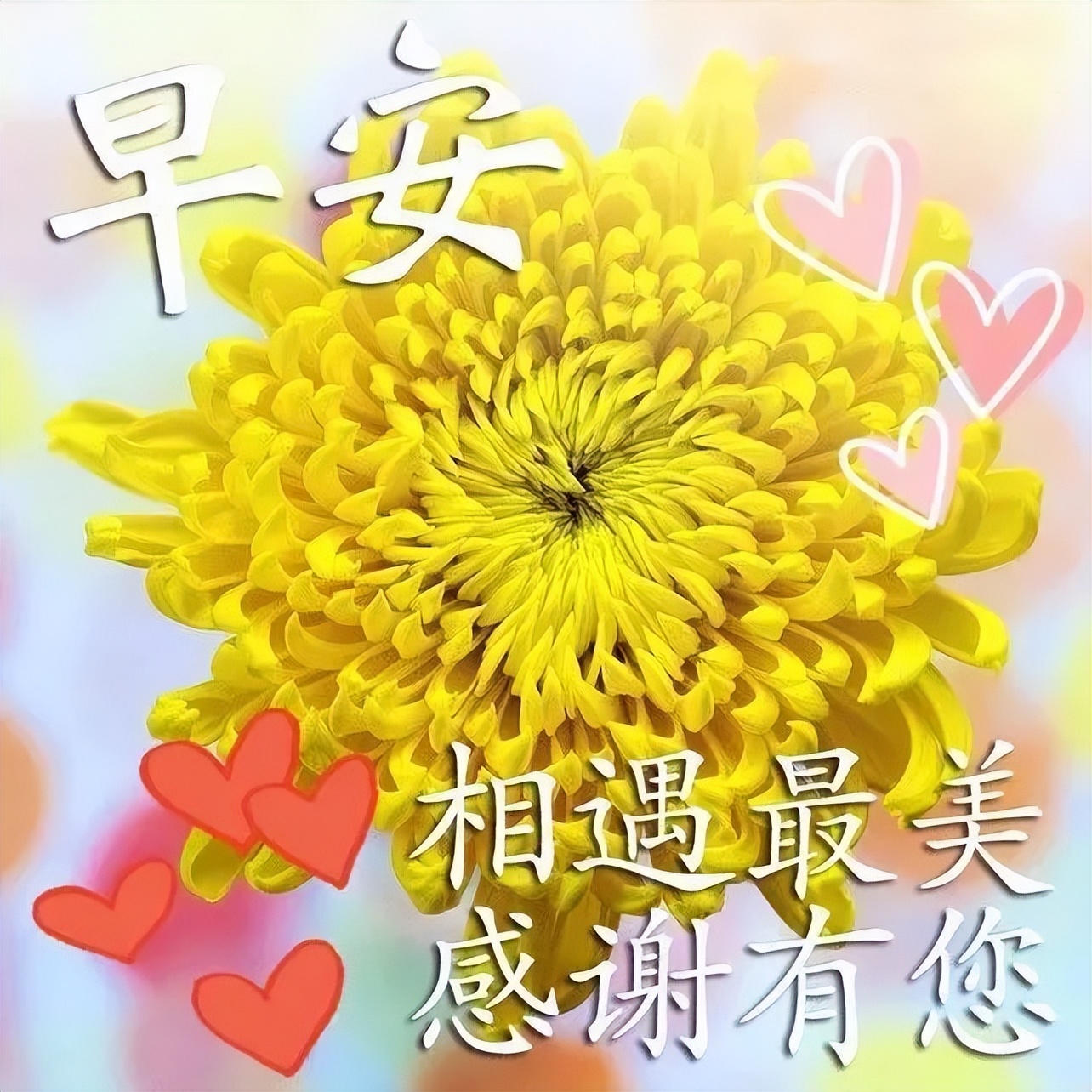 送给朋友的早上好祝福图片 问候早上好暖心语录 相遇最美、感谢有你图片