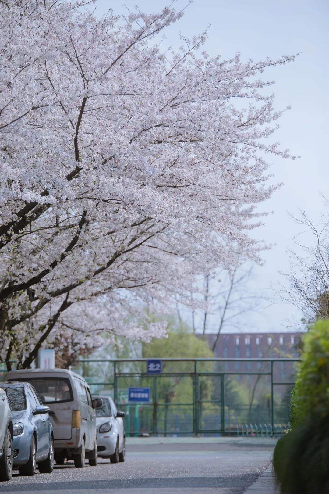 浙大樱雨，许你浪漫春光！每一张都可以做壁纸