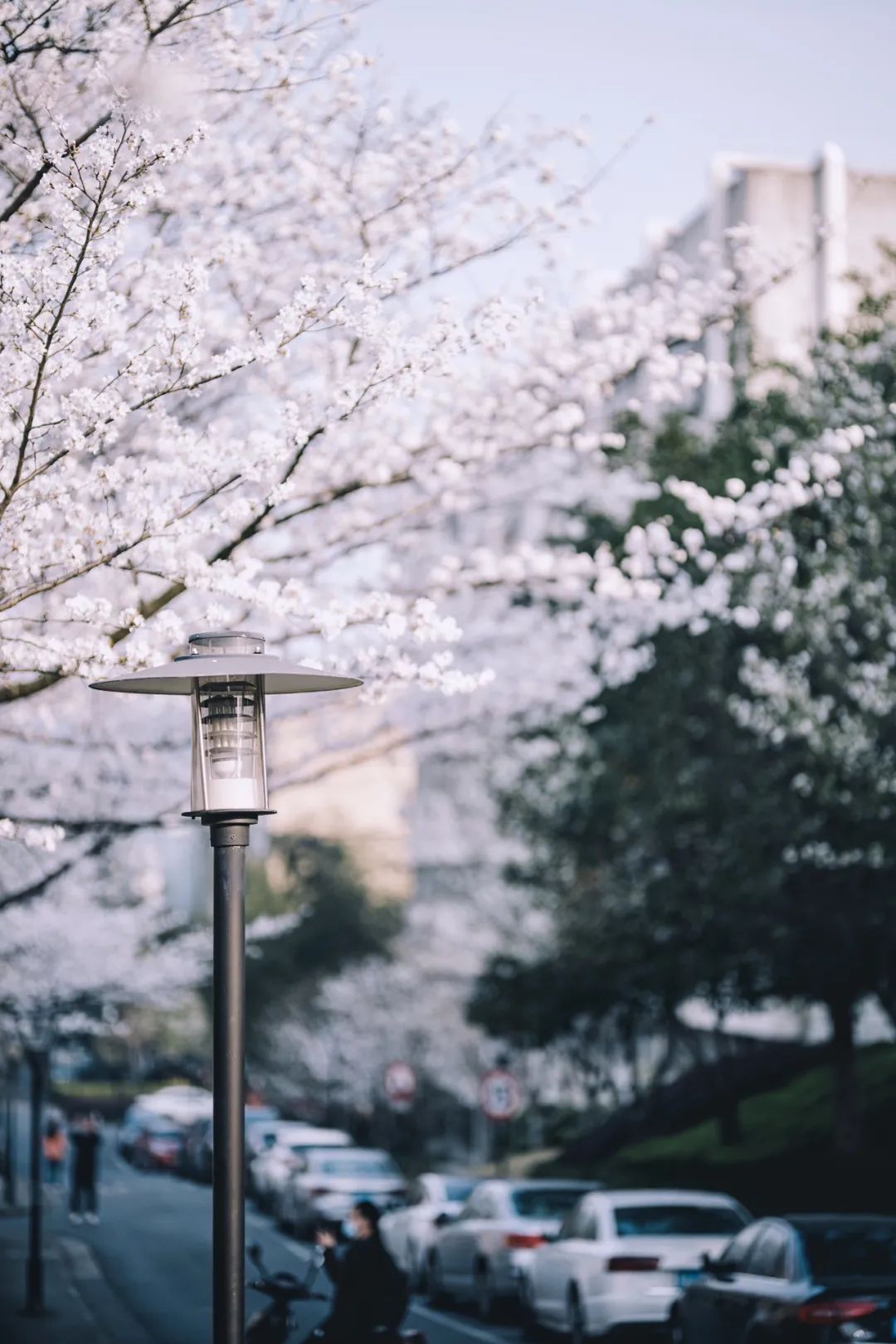 浙大樱雨，许你浪漫春光！每一张都可以做壁纸