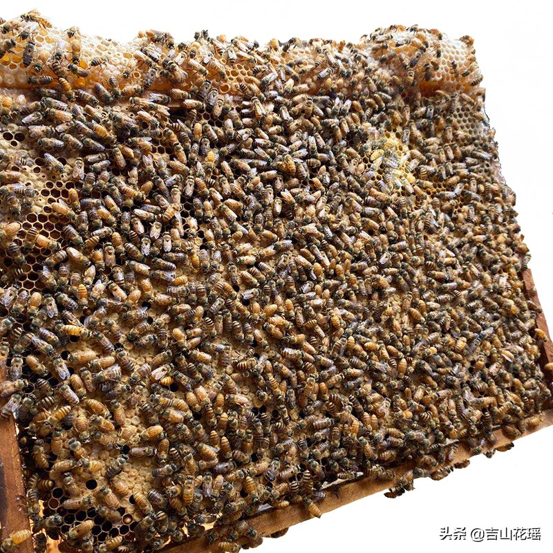 蜜蜂的生活特征（宝藏干货蜜蜂的生活习性）