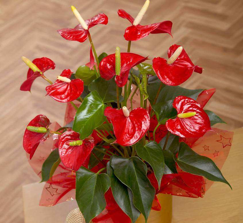 10大"吉祥花",好养又高档,家里养一盆,有花有果招财又旺家