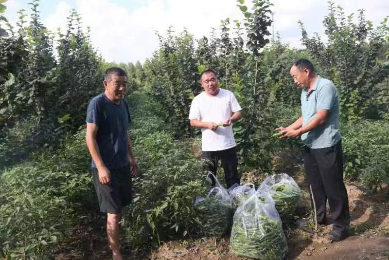 公主岭市绿公主种植专业合作社联合外省市种植庭院辣椒喜获丰收
