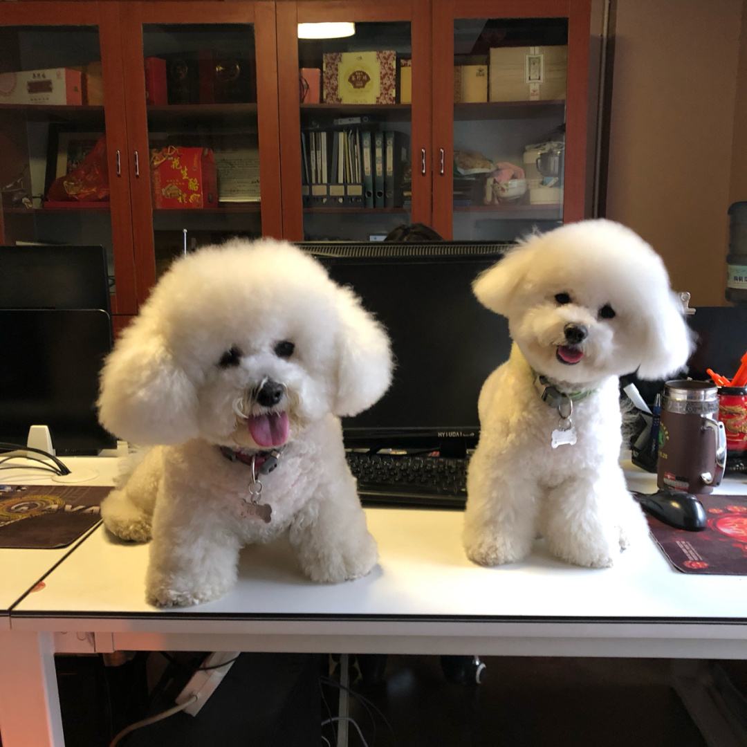 白色泰迪和比熊的区别