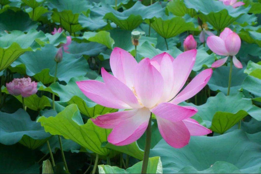 30首唯美荷花诗词，让诗意的荷花给你带来夏日的美好