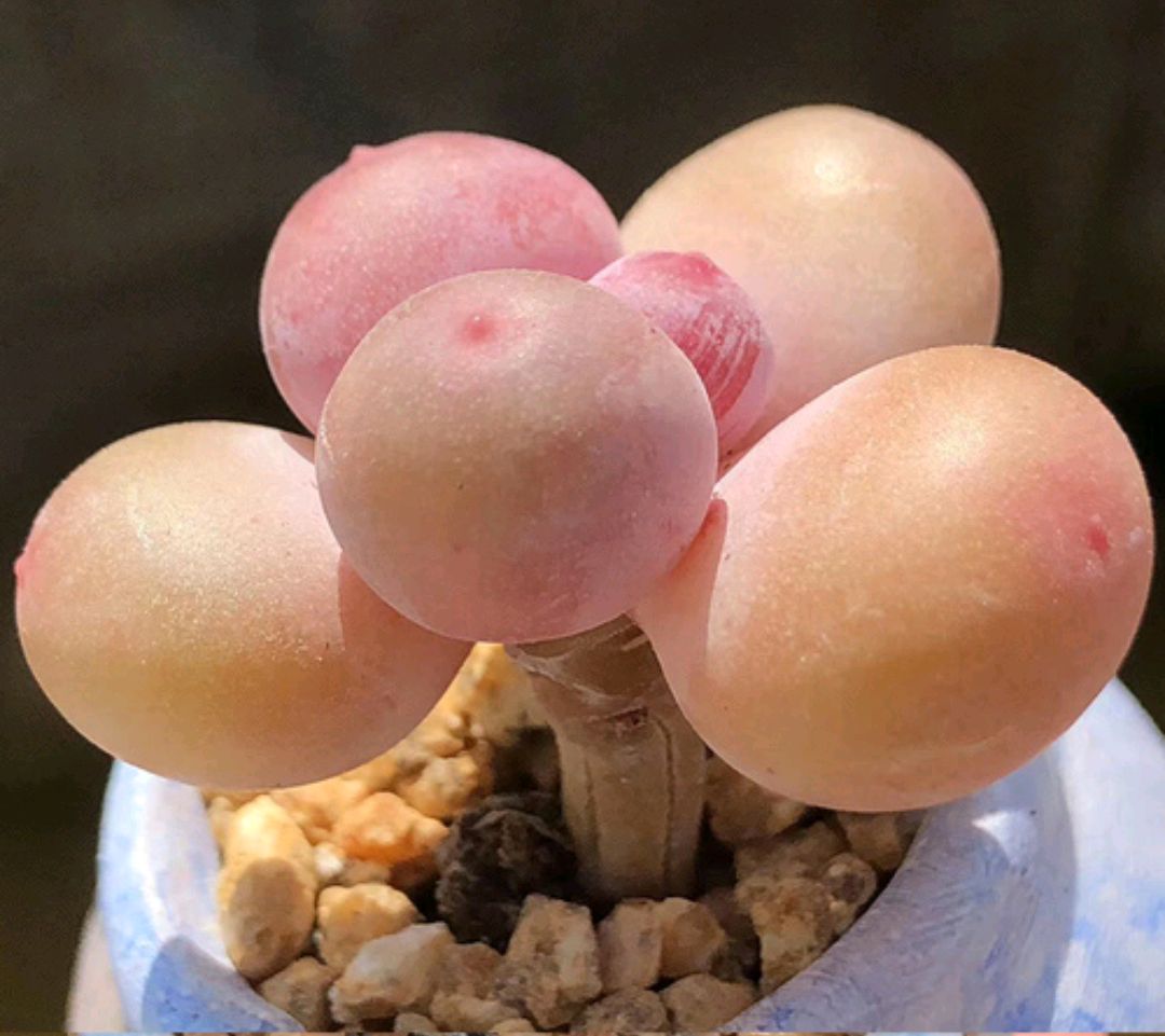 多肉的品种（100种常见多肉图鉴比花还美）
