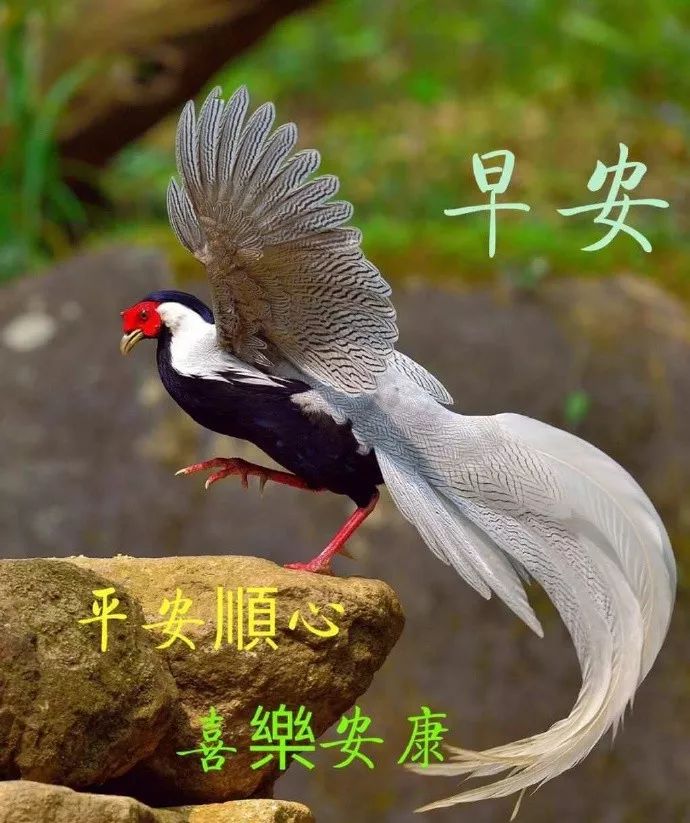 早上好，每日问候，天天没烦恼，人生有缘长相思，快乐在心间图片